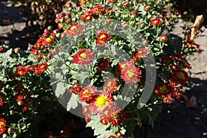 Opening red and yellow flowers of Chrysanthemum