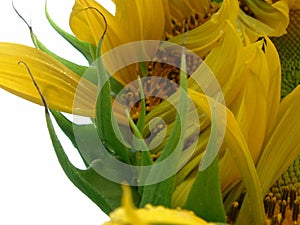 Opening sunflower