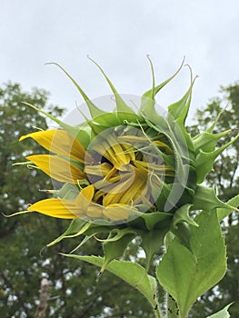 Opening of a Sunflower