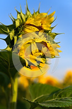 Opening Sunflower Against Blue Sky From Side