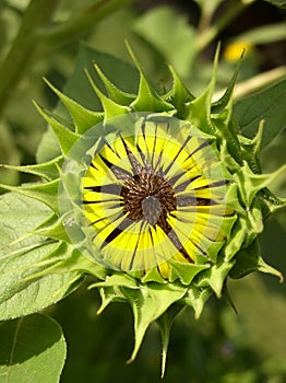 Opening sunflower bud