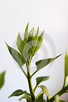 Opening top of a lilac bush. Green leaf texture. Nature floral background. Organic botanical beauty macro closeup