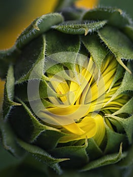 Opening up sunflower bud