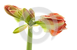 Opening variegated amaryllis