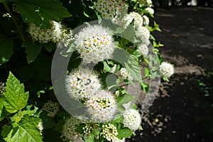 Opening white flowers and buds of Physocarpus opulifolius