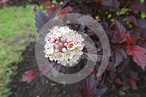 Opening white flowers of purple leaved Physocarpus opulifolius