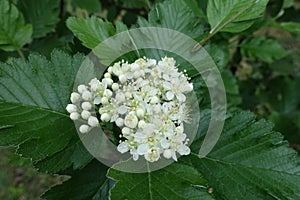 Opening white flowers of Sorbus aria