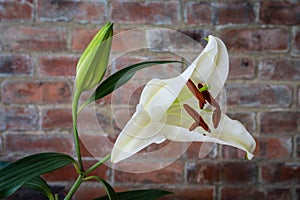 Opening White Lily