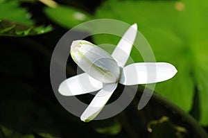 An Opening White Water Lily Bud