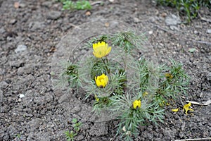 Opening yellow flowers of Adonis vernalis in April photo