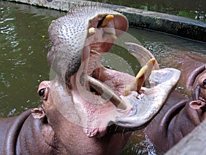 Openmouthed Hippopotamus Waits for Food at Chiang Mai Zoo, Chiang Mai, Thailand horizontal