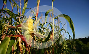 Openned corn crop.