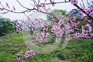 The openning peach blossom