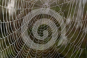 Openwork cobweb in dewdrops