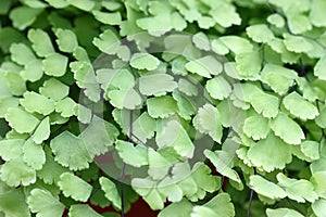 Openwork foliage Adiantum raddianum adiantum Venus hair  plant macro close up horizontally.