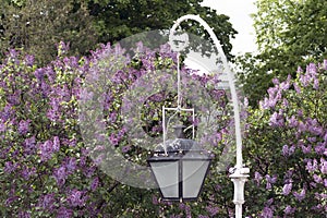 Openwork lantern on the background of blooming lilac in the spring Park on Elagin island, St. Petersburg