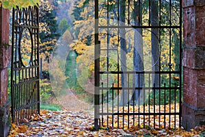 Openwork old iron gate in the autumn park