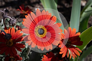 Opera Fire African Daisy