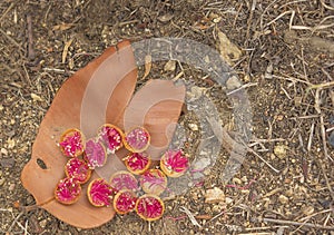 Operculum caps of Bloodwood Gumnuts