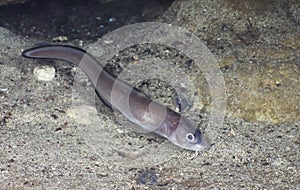 Ophidion roche photo