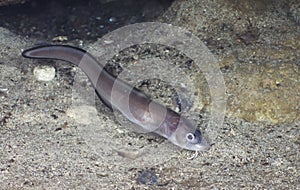 Ophidion roche