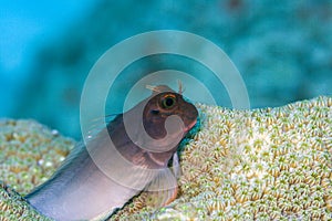 Ophioblennius atlanticus, redlip blenny