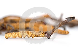 Ophiocordyceps sinensis CHONG CAO, CHONG XIA CAO or mushroom cordyceps this is a herbs on background. Medicinal pr