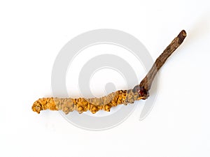Ophiocordyceps sinensis CHONG CAO, CHONG XIA CAO or mushroom cordyceps this is a herbs on isolated background. Medicinal