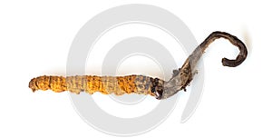 Ophiocordyceps sinensis CHONG CAO, CHONG XIA CAO or mushroom cordyceps this is a herbs on isolated background. Medicinal