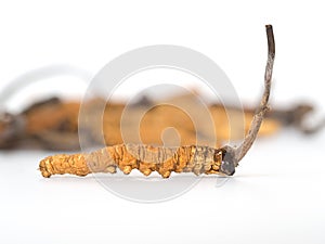 Ophiocordyceps sinensis CHONG CAO, CHONG XIA CAO or mushroom cordyceps this is a herbs on isolated background. Medicinal pr