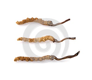 Ophiocordyceps sinensis CHONG CAO, DONG CHONG XIA CAO or mushroom cordyceps this is a herbs