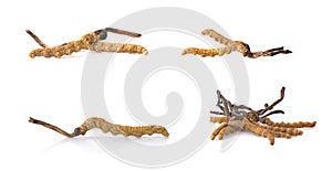 Ophiocordyceps sinensis CHONG CAO, DONG CHONG XIA CAO or mushroom cordyceps this is a herbs on white background