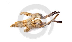 Ophiocordyceps sinensis CHONG CAO, DONG CHONG XIA CAO or mushroom cordyceps this is a herbs on white background