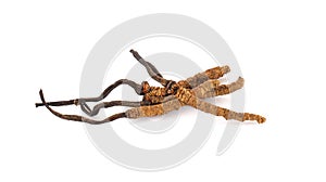 Ophiocordyceps sinensis CHONG CAO, DONG CHONG XIA CAO or mushroom cordyceps this is a herbs on white background