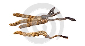 Ophiocordyceps sinensis CHONG CAO, DONG CHONG XIA CAO or mushroom cordyceps this is a herbs on white background.cilpping path