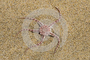 Ophioderma longicauda Snake brittle star in sand