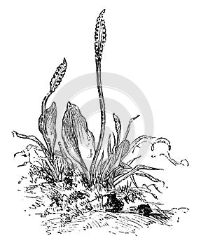 Ophioglossum Vulgatum Ambiguum vintage illustration photo