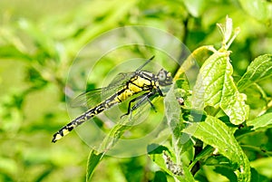 Ophiogomphus cecilia.