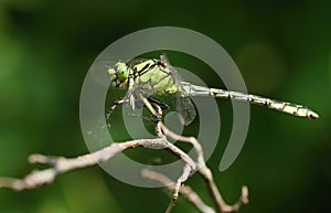 Ophiogomphus cecilia photo