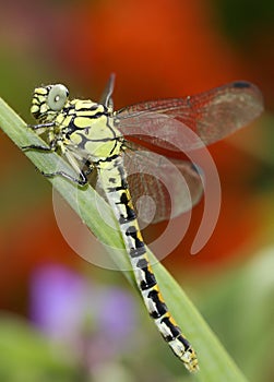 Ophiogomphus cecilia / Green Snaketail dragonfly