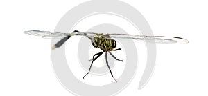 Ophiogomphus cecilia. Green Snaketail dragonfly on a white background. Life, dragon.