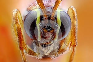 Ophion luteus extreme close-up