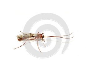 Ophion luteus parasitic brown wasp