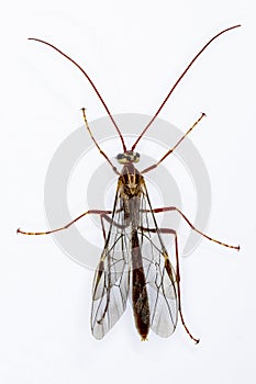 Ophioninae is a subfamily of wasps of the Ichneumonidae family with worldwide distribution.