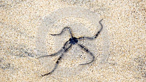 Ophiothrix fragilis (common brittle star, hairy brittle star, Asteria cuvieri, Ophiocoma minuta)