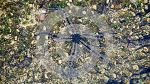 Ophiothrix fragilis (common brittle star, hairy brittle star, Asteria cuvieri, Ophiocoma minuta)