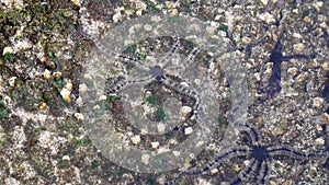 Ophiothrix fragilis (common brittle star, hairy brittle star, Asteria cuvieri, Ophiocoma minuta)