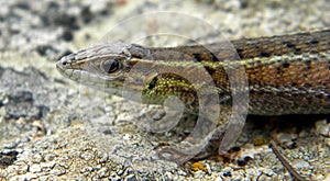 Ophisops elegans - Snake-eyed Lizard