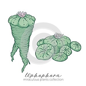 Ophophora plant. Colored stock vector illustration.