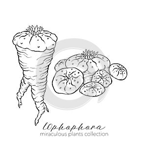 Ophophora plant. Outline stock vector illustration.